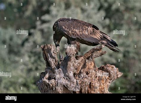 White-tailed Eagle. Romania Stock Photo - Alamy