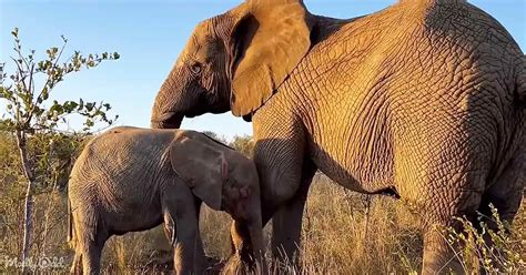 Rare Albino Elephant Forms Special Relationship With Nanny In South ...