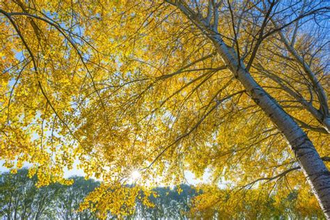 Foliage of Deciduous Trees in Fall Colors in Sunlight in Autumn Stock ...