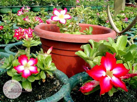 Adenium Obesum Mini Size Mixed seeds – adenium.com.tw online store