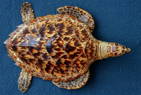 Hawksbill Turtle - A Critically Endangered Species | HubPages