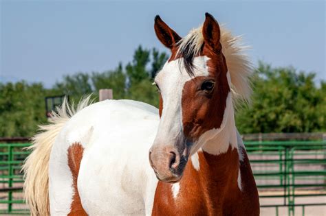 Barb Horse Breed Guide: Characteristics, Health & Nutrition | Mad Barn