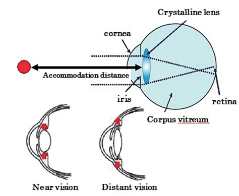 Principle of lens accommodation. | Download Scientific Diagram