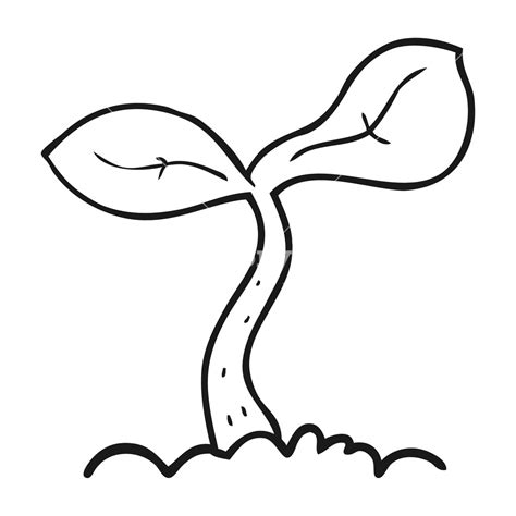 Growing Plant Drawing | Free download on ClipArtMag