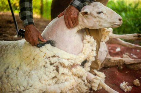 Premium Photo | Sheep undergoing shearing process for commercial use