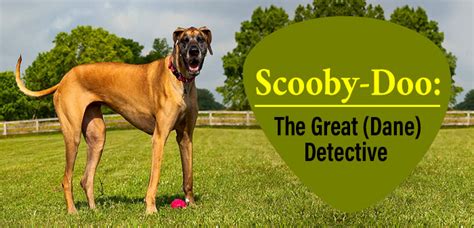 What Kind of Dog Is Scooby Doo Breed? A Great Dane