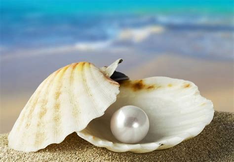 A Choice Pearl | Pearls, Oysters, Shells