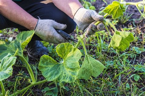 Pumpkin plant care: how to care for pumpkins - Plantura