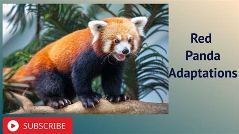 Red Panda Adaptations - YouTube