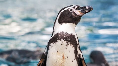 Penguins shoot 'poop bombs' more than 4 feet, incredibly important ...