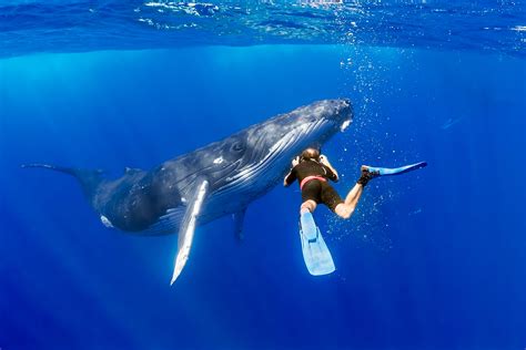 Underwater with Humpback Whales of Tonga