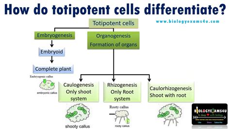 How do Totipotent cells differentiate in Plant Tissue Culture? - YouTube