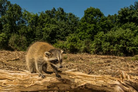 WWF Warns About Losing Two-Thirds Of Wildlife - The life pile