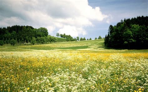 green grass field #landscape #field #flowers #trees #nature #1080P #wallpaper #hdwallpaper # ...