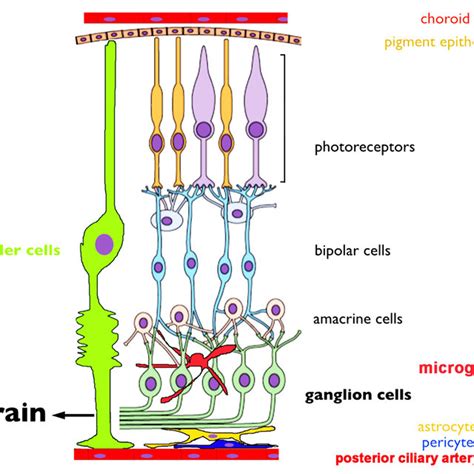 (PDF) TRPV1 and Endocannabinoids: Emerging Molecular Signals that Modulate Mammalian Vision