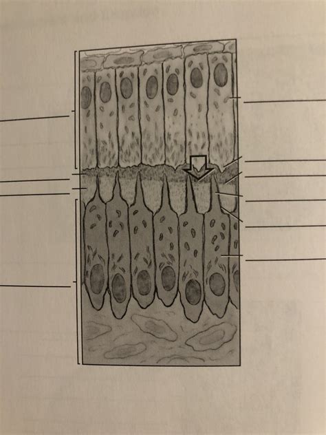 Odontoblasts Diagram | Quizlet