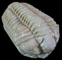 List of State Fossils - FossilEra.com