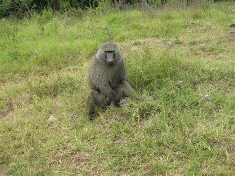 Baboons ~ Our Mission in Kenya