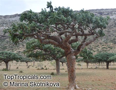 Boswellia sacra, Boswellia carteri, Boswellia undulato crenata, Frankincense, Olibanum Tree