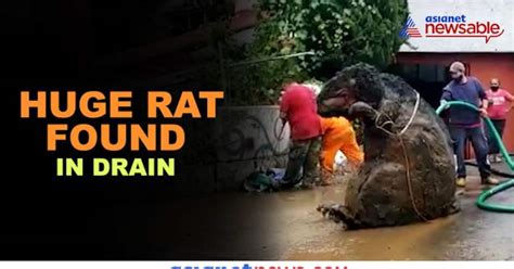 Watch: 'Giant Rat' found in drain; video goes viral