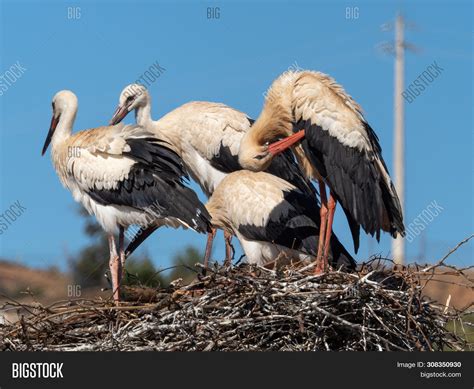 White Storks Nesting Image & Photo (Free Trial) | Bigstock