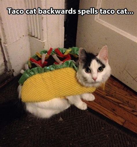 Taco cat | Cats, Crazy cats, Funny cat pictures