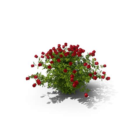 Rose Bush PNG Images & PSDs for Download | PixelSquid - S111414527