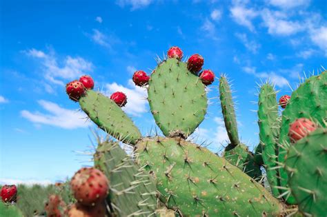 How to harvest, peel and make syrup from prickly pear cactus fruit, a ...