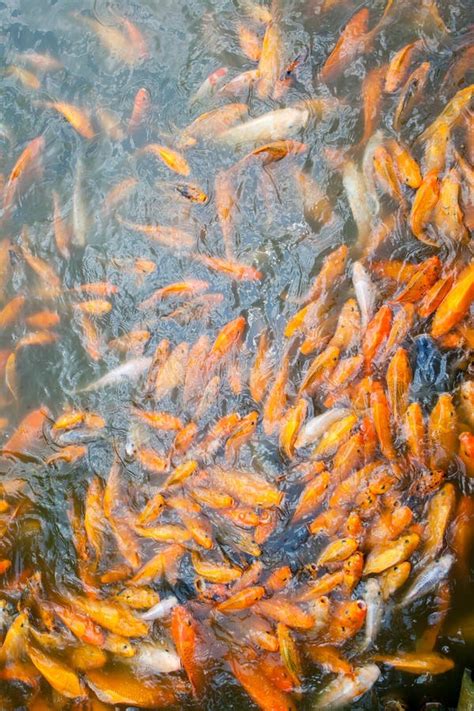 Lots of Golden Fish in the Pond Stock Image - Image of lots, golden: 50970513