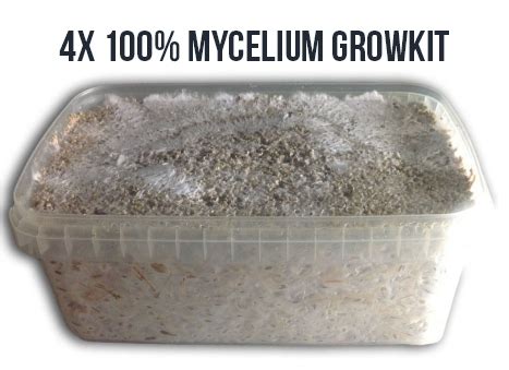 4X 100% Mycelium Kit | Avalon Magic Plants