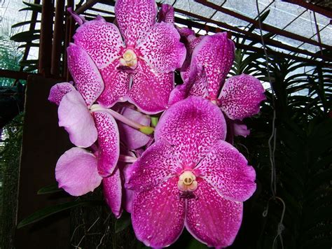 Philippines Orchids Farm | Orchid Flowers