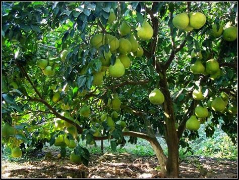 Pomelo Tree - Sere Fruit