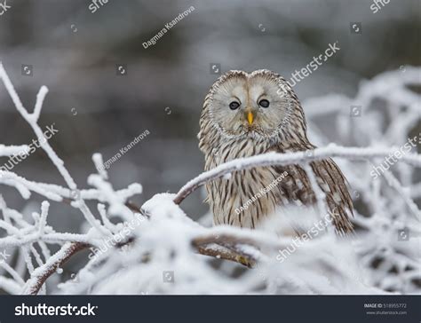 Ural Owl Snow Stock Photo 518955772 | Shutterstock