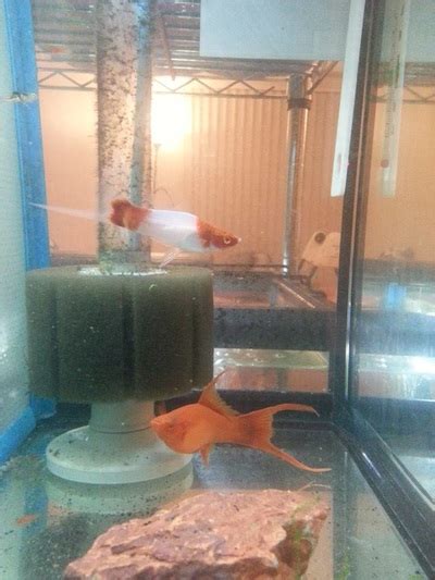 Koi swordtail breeding project - A Connecticut Swordtail breeder