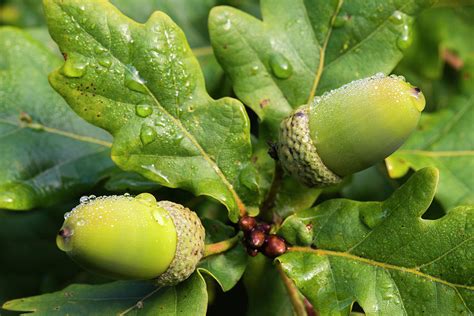 Acorns And Oak Leaves In Morning Dew by James Warwick