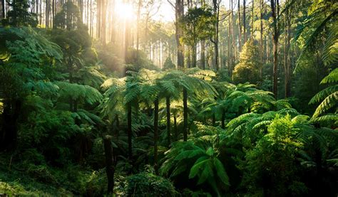 Yarra Ranges National Park