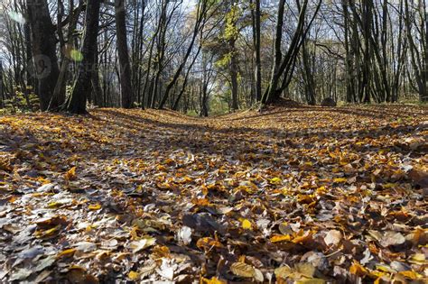 autumn landscape, forest 9416933 Stock Photo at Vecteezy