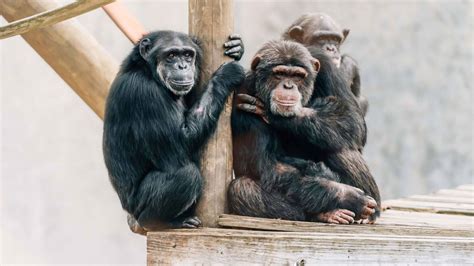 Chimp Haven in Keithville, Louisiana, is the World's Largest Chimpanzee ...