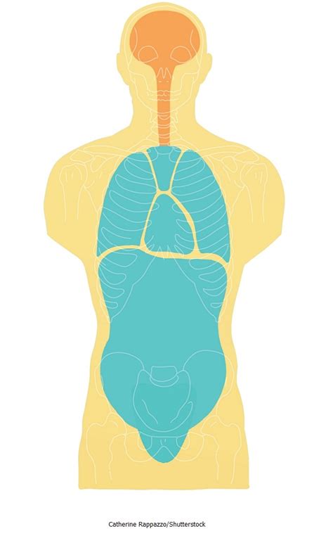 Body Cavities and Membranes Quiz Anatomy and Physiology