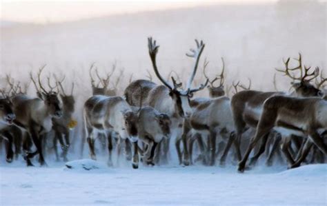 Reindeer in Greenland: video, popular tourist places, Satellite map ...