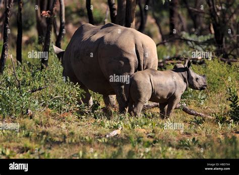 White Rhinoceros with a Baby Stock Photo - Alamy