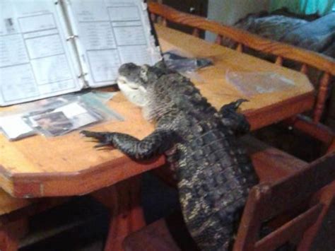 Florida Woman Fights to Keep Her Pet Alligator Who Wears Clothes and ...