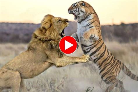 Lion Versus Tiger Fight Dinoanimals Com - vrogue.co