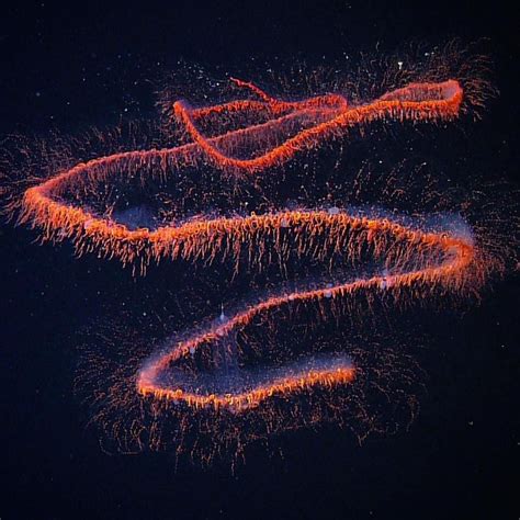 Monterey Bay Aquarium on Instagram: “A journey across the galaxy siphonophore—a colony of ...