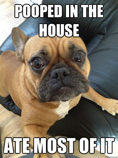 Pooped in the house Ate most of it - French Bulldog - quickmeme