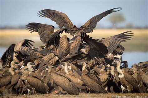 Vultures Feeding - Burrard-Lucas Photography