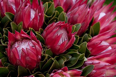 Flower Facts: Protea - Orchid Republic