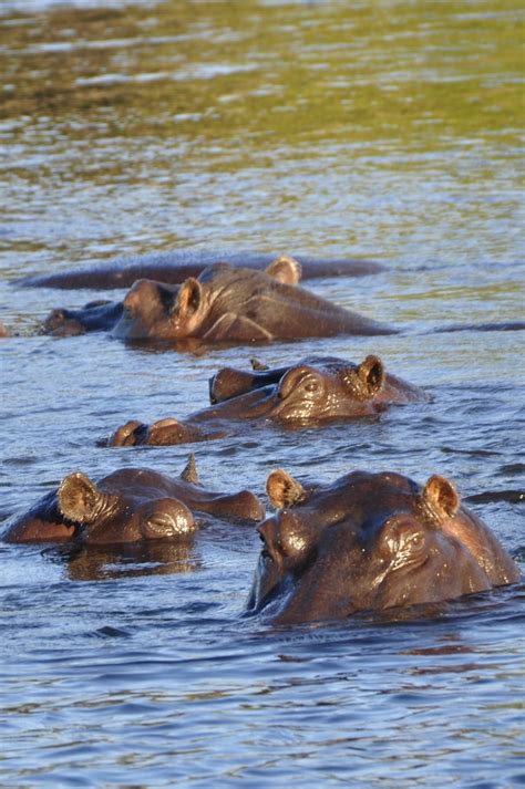 hippopotamus swimming on bodies of water free image | Peakpx