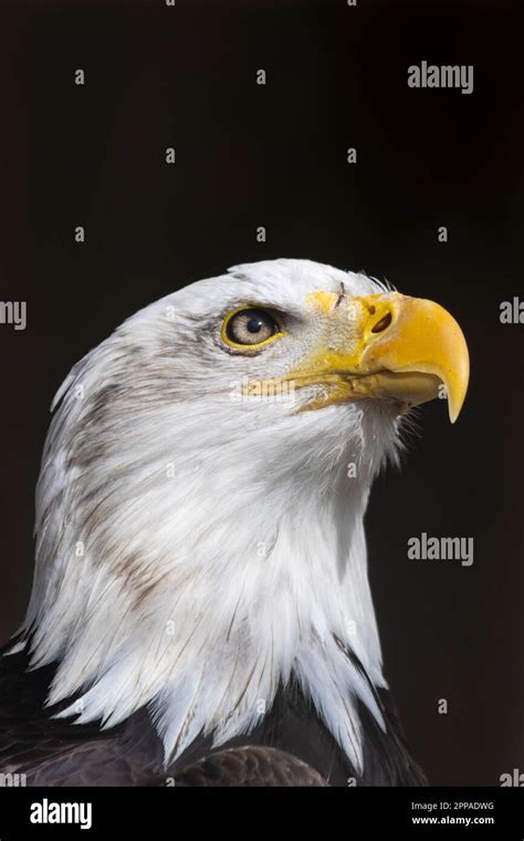 Bald eagle closeup Stock Photo - Alamy