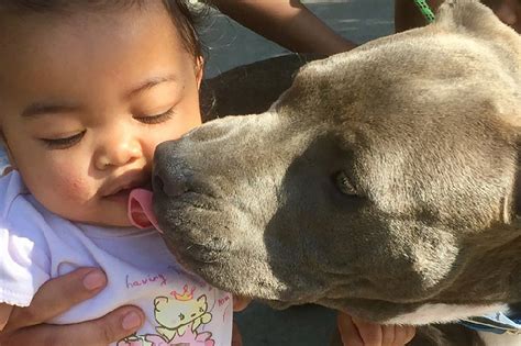 Pit bull puppy saves family from fire, carries 7-month-old baby by her ...